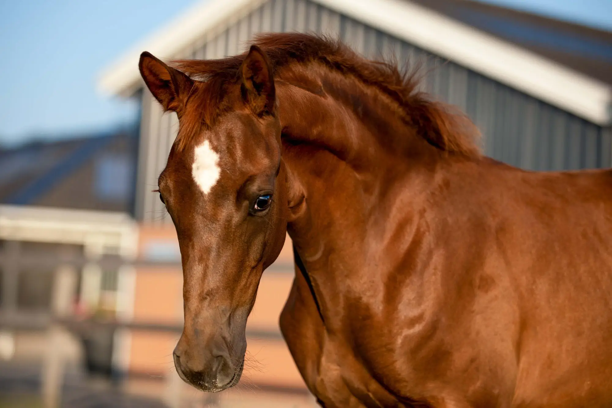 Safiya Litchy vd Waalsehoeve